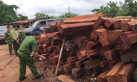 Vụ phát hiện 200m3 gỗ lậu ở Gia Lai: Bắt giam đối tượng bán gỗ cho doanh nghiệp